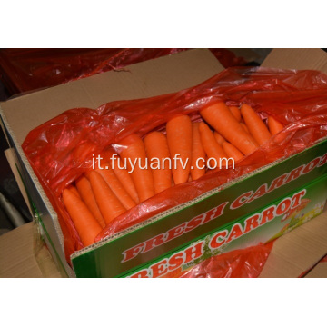 Carota xiamen fresca taglia L